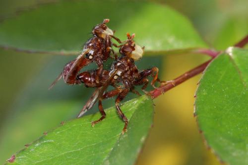 Myopa tessellatipennis